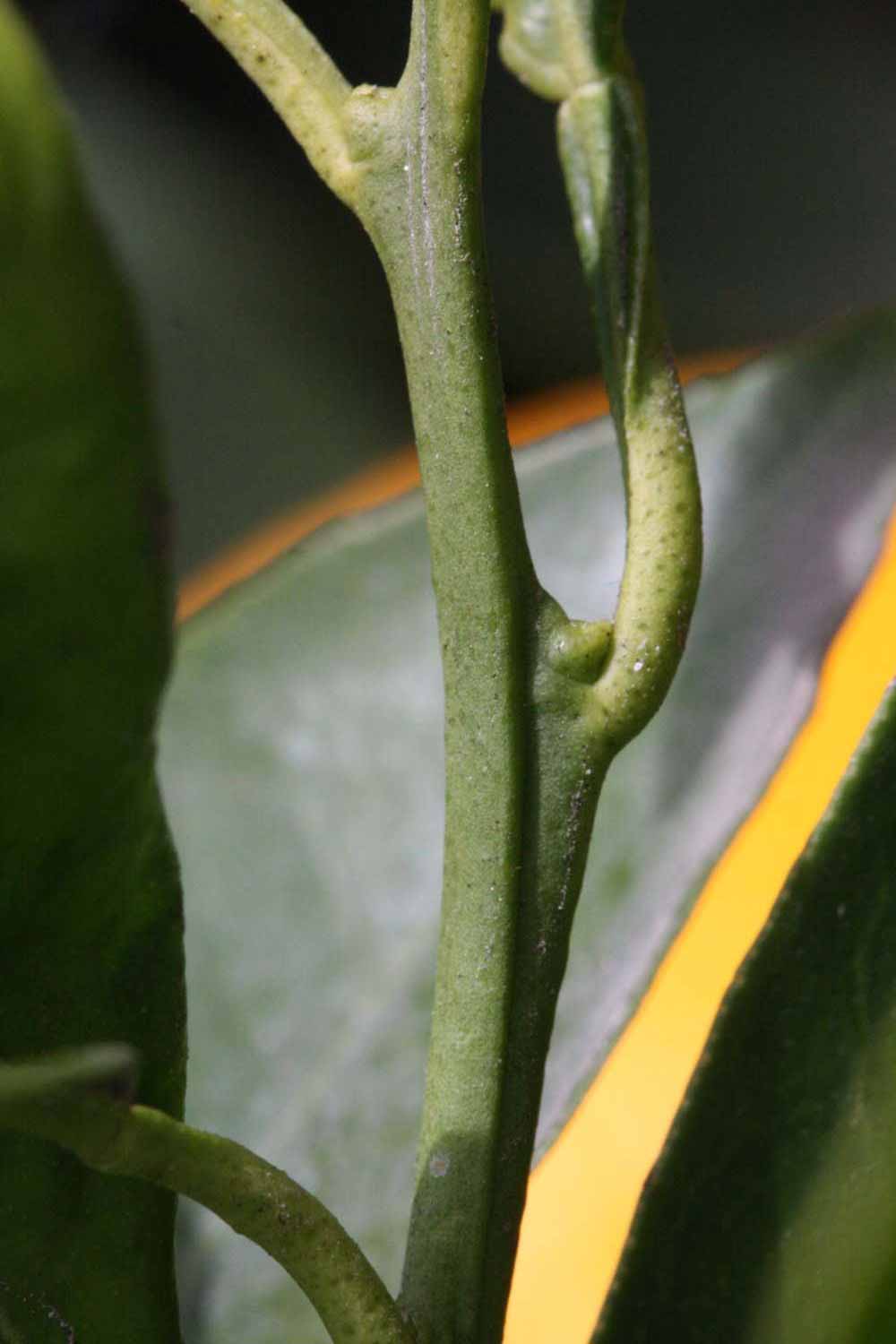              First year twig (Frost Navel, Riverside,   CA)       